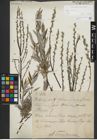Foto von Salix repens subsp. rosmarinifolia (L.) Andersson